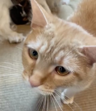 Illustration de l'article : Ayant grandi dans une usine à chiots, cette Cavalier King Charles apporte une aide à une maman chat dans le soin de ses petits (vidéo)