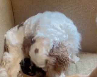 Illustration de l'article : Ayant grandi dans une usine à chiots, cette Cavalier King Charles apporte une aide à une maman chat dans le soin de ses petits (vidéo)