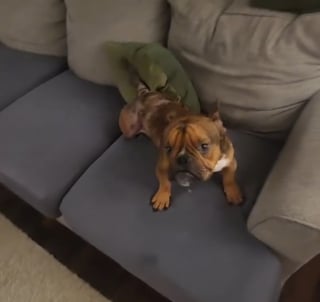 Illustration de l'article : Ce chien venant d'être adopté est fou de joie en découvrant le confort d'un canapé dans sa nouvelle maison (vidéo)