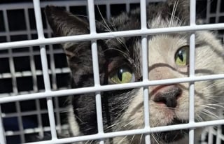 Illustration de l'article : Des employés trouvent un chat bloqué dans un bac à ordures depuis plusieurs jours et lui viennent en aide à temps