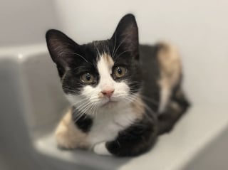 Illustration de l'article : Cette chatte semblait farouche et distante au refuge, mais s’est métamorphosée dans les bras de ses nouveaux parents