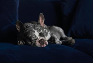 Illustration de l'article : 10 signes qui prouvent que votre chien est heureux