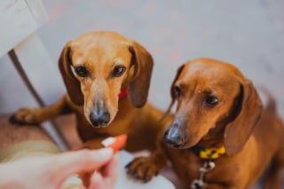 Illustration de l'article : 10 signes qui prouvent que votre chien est heureux
