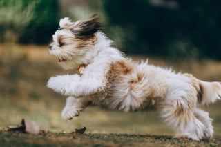 Illustration de l'article : 10 signes qui prouvent que votre chien est heureux