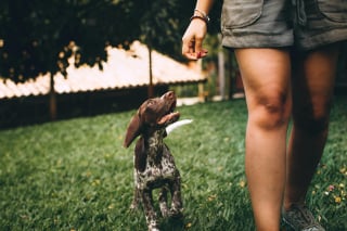 Illustration de l'article : 10 signes qui prouvent que votre chien est heureux