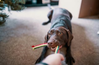 Illustration de l'article : 10 signes qui prouvent que votre chien est heureux