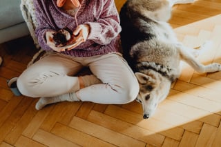 Illustration de l'article : 10 signes qui prouvent que votre chien est heureux