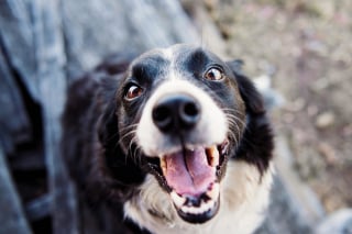 Illustration de l'article : 10 signes qui prouvent que votre chien est heureux