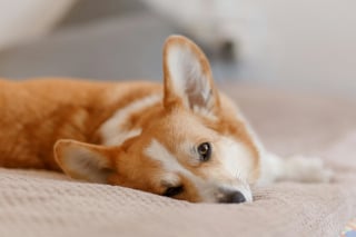 Illustration de l'article : 10 signes qui prouvent que votre chien est heureux
