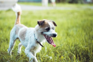Illustration de l'article : 10 signes qui prouvent que votre chien est heureux