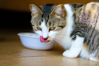 Illustration de l'article : 10 choses rassurantes que les chats remarquent instantanément