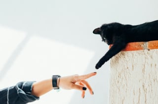 Illustration de l'article : 10 choses rassurantes que les chats remarquent instantanément