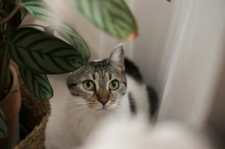 Illustration de l'article : 10 choses rassurantes que les chats remarquent instantanément