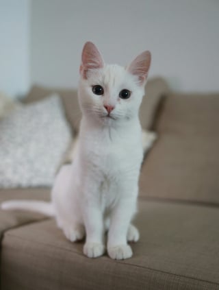 Illustration de l'article : 10 choses rassurantes que les chats remarquent instantanément