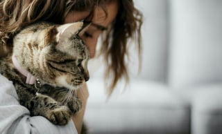 Illustration de l'article : 10 choses rassurantes que les chats remarquent instantanément