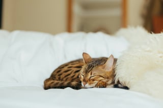 Illustration de l'article : 10 choses rassurantes que les chats remarquent instantanément