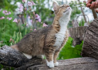 Illustration de l'article : 10 choses rassurantes que les chats remarquent instantanément