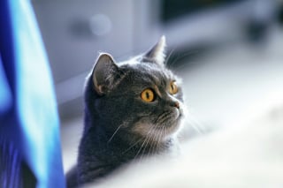 Illustration de l'article : 10 choses rassurantes que les chats remarquent instantanément