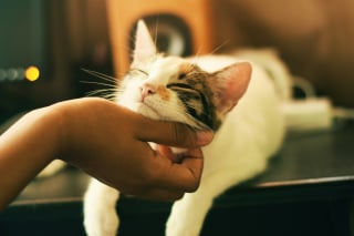 Illustration de l'article : 10 choses rassurantes que les chats remarquent instantanément