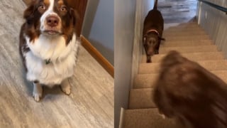 Illustration de l'article : Tous les matins, ce chien de berger va chercher son frère endormi sur demande de sa maîtresse