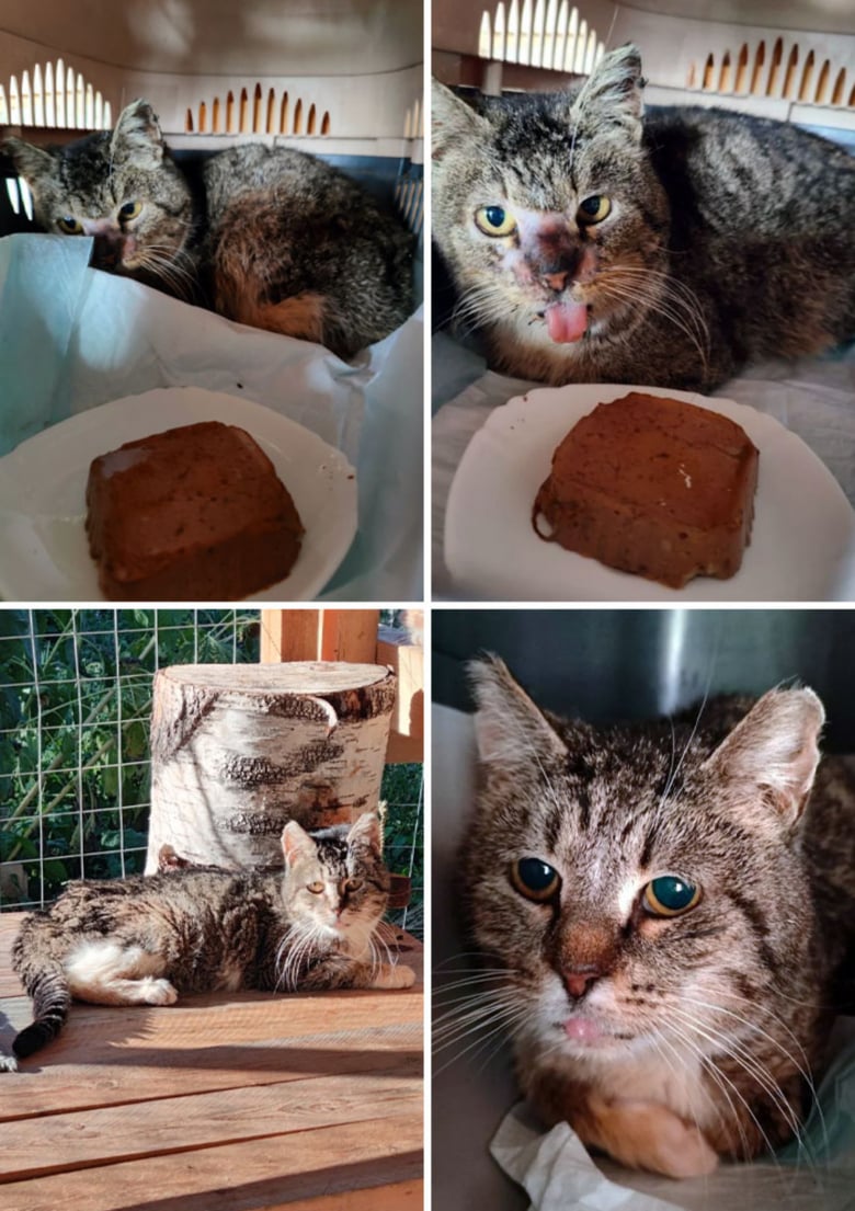 20 Photos Qui D voilent Des Transformations Incroyables De Chats Apr s 20-photos-qui-d-voilent-des-transformations-incroyables-de-chats-apr-s