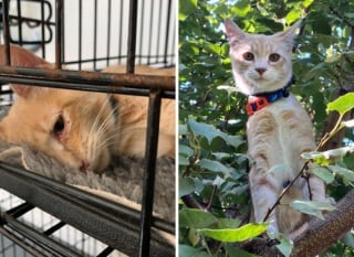 Illustration de l'article : 20 photos qui dévoilent des transformations incroyables de chats après leur adoption