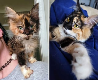Illustration de l'article : 20 photos qui dévoilent des transformations incroyables de chats après leur adoption
