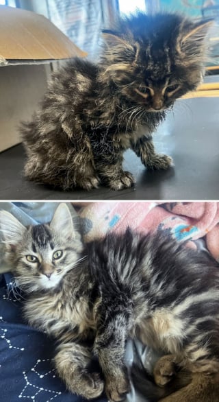 Illustration de l'article : 20 photos qui dévoilent des transformations incroyables de chats après leur adoption