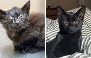 Illustration de l'article : 20 photos qui dévoilent des transformations incroyables de chats après leur adoption