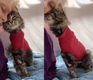 Illustration de l'article : Une chatte maigre qui a survécu dans la rue avec 3 pattes reçoit l'amour et les soins dont elle a toujours rêvé