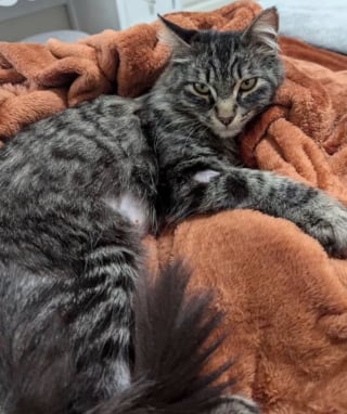 Illustration de l'article : Une chatte maigre qui a survécu dans la rue avec 3 pattes reçoit l'amour et les soins dont elle a toujours rêvé