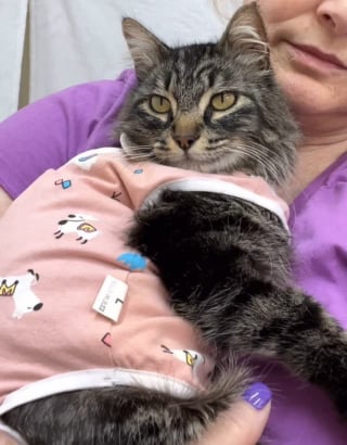 Illustration de l'article : Une chatte maigre qui a survécu dans la rue avec 3 pattes reçoit l'amour et les soins dont elle a toujours rêvé