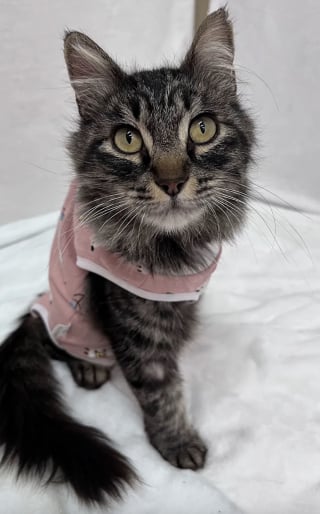 Illustration de l'article : Une chatte maigre qui a survécu dans la rue avec 3 pattes reçoit l'amour et les soins dont elle a toujours rêvé