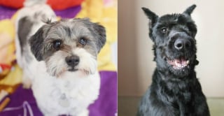 Illustration de l'article : La déception de ce chien dont l'adoption n'aura duré que 10 minutes ne l'empêche pas de s'accrocher à l'espoir
