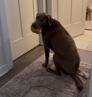 Illustration de l'article : L'attitude touchante d'un chien attendant sagement devant la porte de son humain pour jouer avec lui (vidéo)