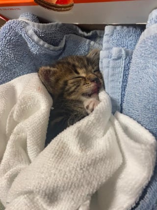 Illustration de l'article : Malgré son inexpérience, elle recueille un chaton découvert blessé sur une route où il a frôlé le pire plus d'une fois