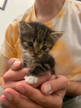 Illustration de l'article : Malgré son inexpérience, elle recueille un chaton découvert blessé sur une route où il a frôlé le pire plus d'une fois