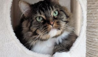 Illustration de l'article : Ce chat a quitté la rue pour rencontrer la douceur auprès d’une famille d’accueil lui ayant permis d’être lui-même