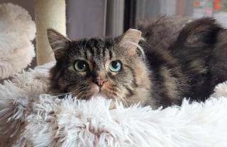 Illustration de l'article : Ce chat a quitté la rue pour rencontrer la douceur auprès d’une famille d’accueil lui ayant permis d’être lui-même