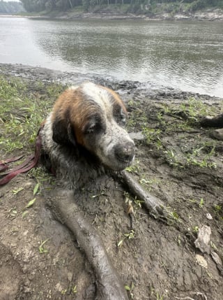 Illustration de l'article : Alors qu’il célébrait son enterrement de vie de garçon, ce jeune homme a découvert un chien en très grande difficulté et a décidé de l’aider