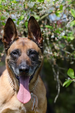 Illustration de l'article : Sauvé d’une cave où il agonisait, ce Malinois amputé renaît en Suisse pendant que son bourreau est jugé