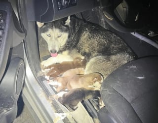 Illustration de l'article : Une association met fin à la détresse d'un couple de chiens et leurs 7 petits enfermés dans une voiture épave
