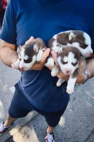 Illustration de l'article : Une association met fin à la détresse d'un couple de chiens et leurs 7 petits enfermés dans une voiture épave