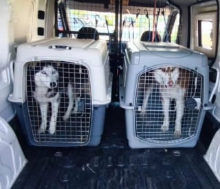 Illustration de l'article : Une association met fin à la détresse d'un couple de chiens et leurs 7 petits enfermés dans une voiture épave