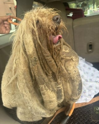Illustration de l'article : Un chien sénior laissé pour compte passe 10 ans seul sur un toit avant de goûter au bonheur