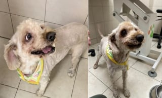 Illustration de l'article : Un chien sénior laissé pour compte passe 10 ans seul sur un toit avant de goûter au bonheur