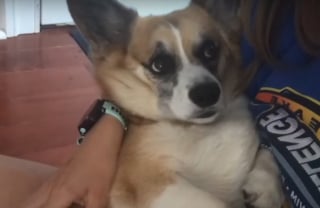 Illustration de l'article : Son jogging interrompu par un chat errant très amical, elle le présente à son chien dont la méfiance s'effrite peu à peu (vidéo)