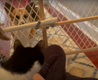Illustration de l'article : Son jogging interrompu par un chat errant très amical, elle le présente à son chien dont la méfiance s'effrite peu à peu (vidéo)