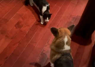 Illustration de l'article : Son jogging interrompu par un chat errant très amical, elle le présente à son chien dont la méfiance s'effrite peu à peu (vidéo)
