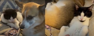 Illustration de l'article : Son jogging interrompu par un chat errant très amical, elle le présente à son chien dont la méfiance s'effrite peu à peu (vidéo)